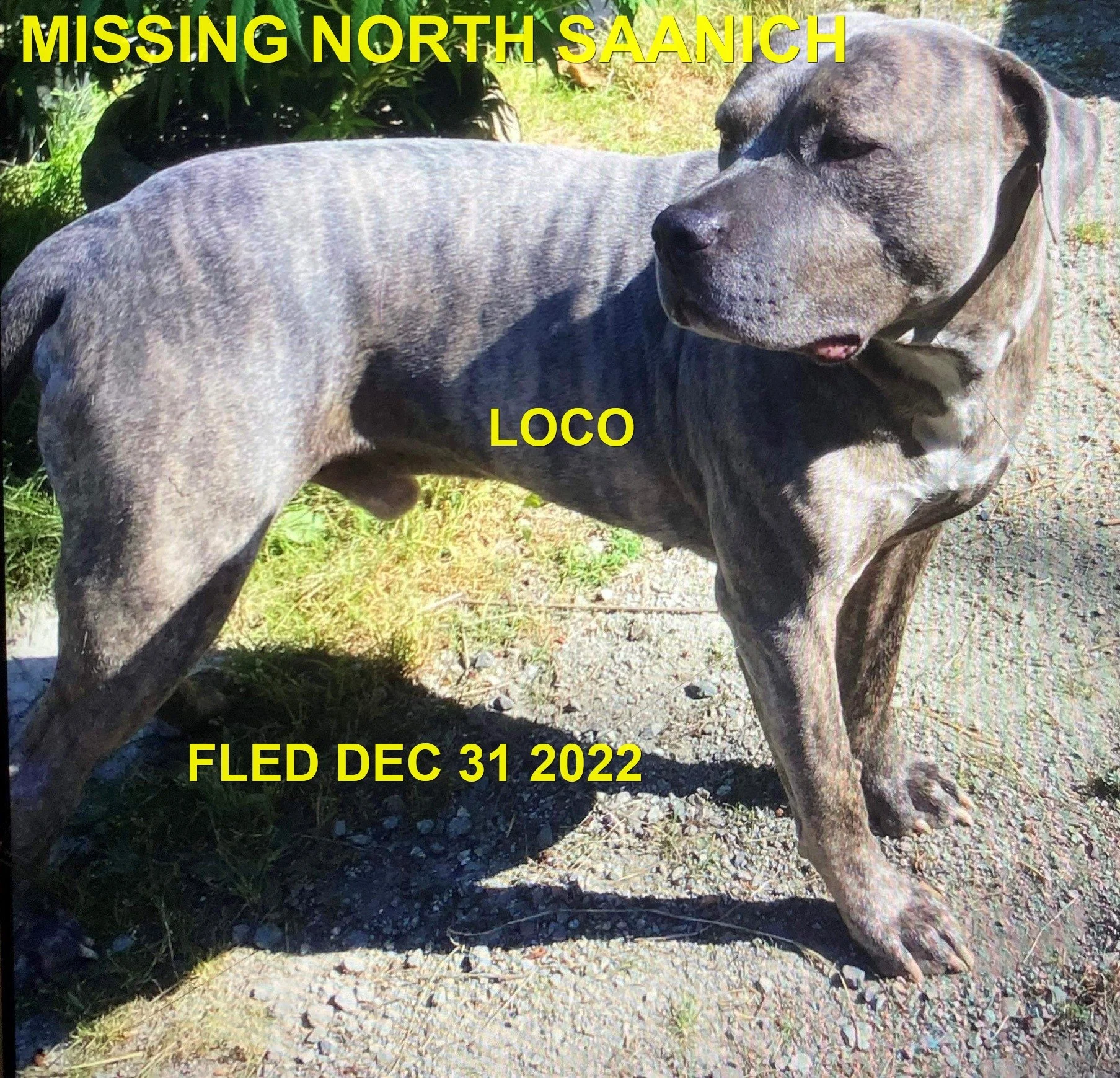 HAPPY ENDINGS - NORTH SAANICH BC. / LOCO / DEC. 30, 2022