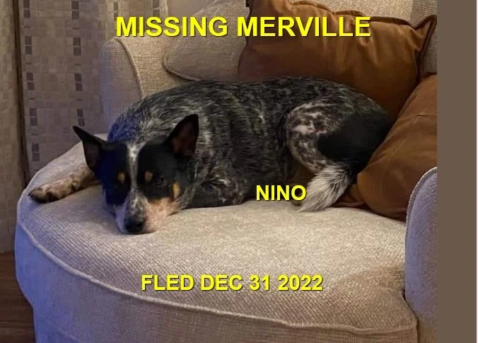CAME HOME ON OWN - MERVILLE BC. / COCO / DEC. 31, 2022