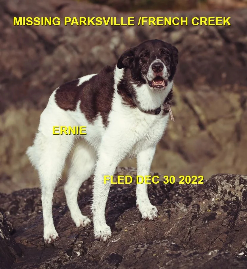 HAPPY ENDINGS - PARKSVILLE BC. / ERNIE / DEC. 30, 2022