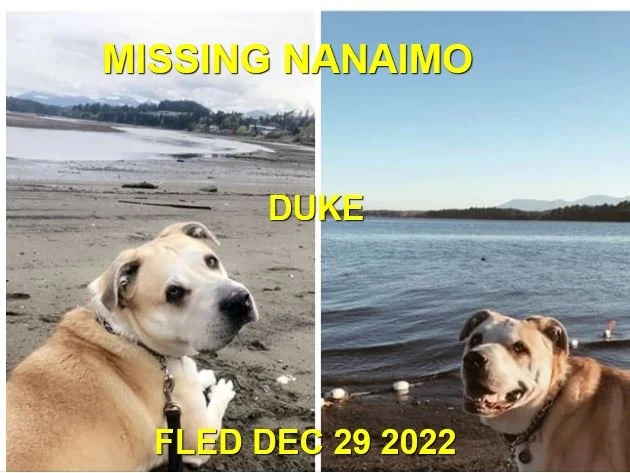 OVER THE RAINBOW BRIDGE - NANAIMO BC. / DUKE / DEC. 29, 2022
