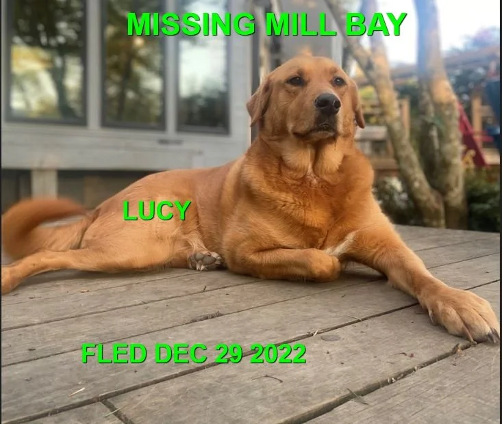HAPPY ENDINGS - MILL BAY BC. / LUCY / DEC. 29, 2022