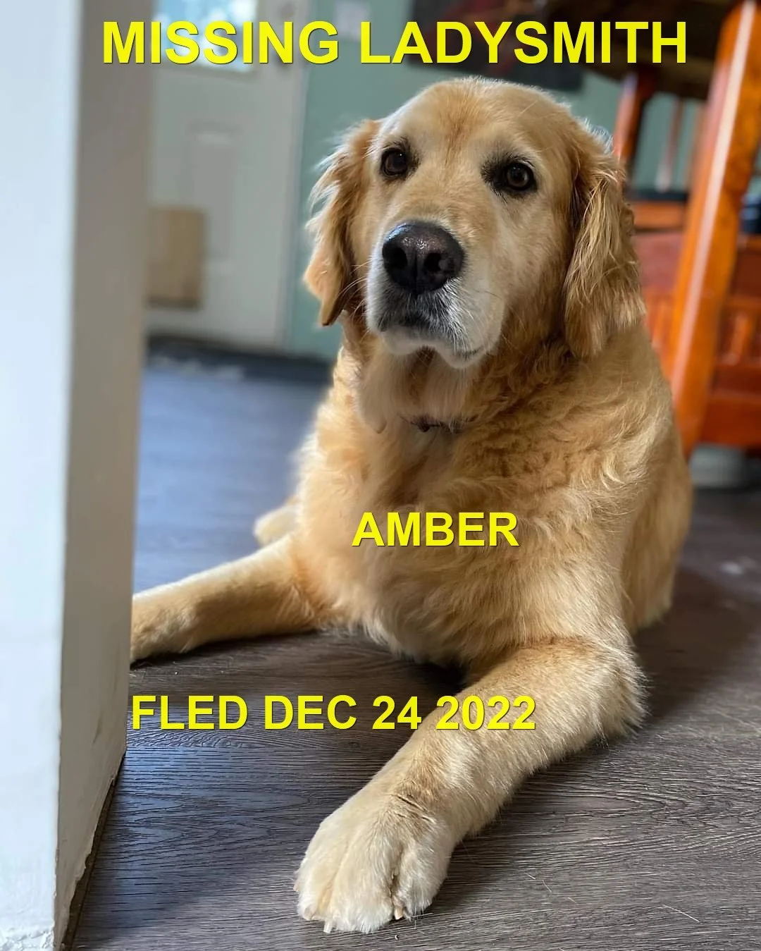 CAME HOME ON OWN - LADYSMITH BC / AMBER / DEC. 24, 2022