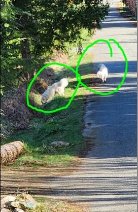 WENT HOME ON OWN / HAPPY ENDINGS - PARKSVILLE BC. / MAR. 22, 2023