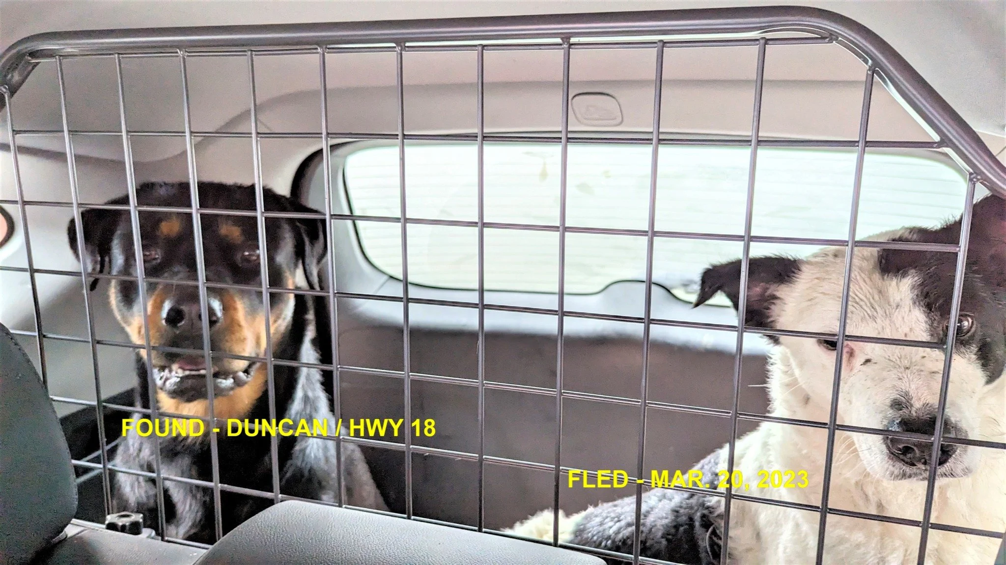 GONE TO SHELTER / HAPPY ENDINGS - DUNCAN BC. / MAR. 20, 2023