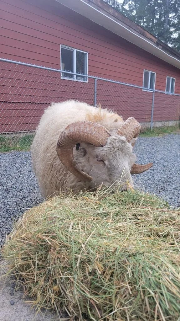 HAPPY ENDINGS FOR THIS SHEEP - DUNCAN BC. / MAR. 19, 2023