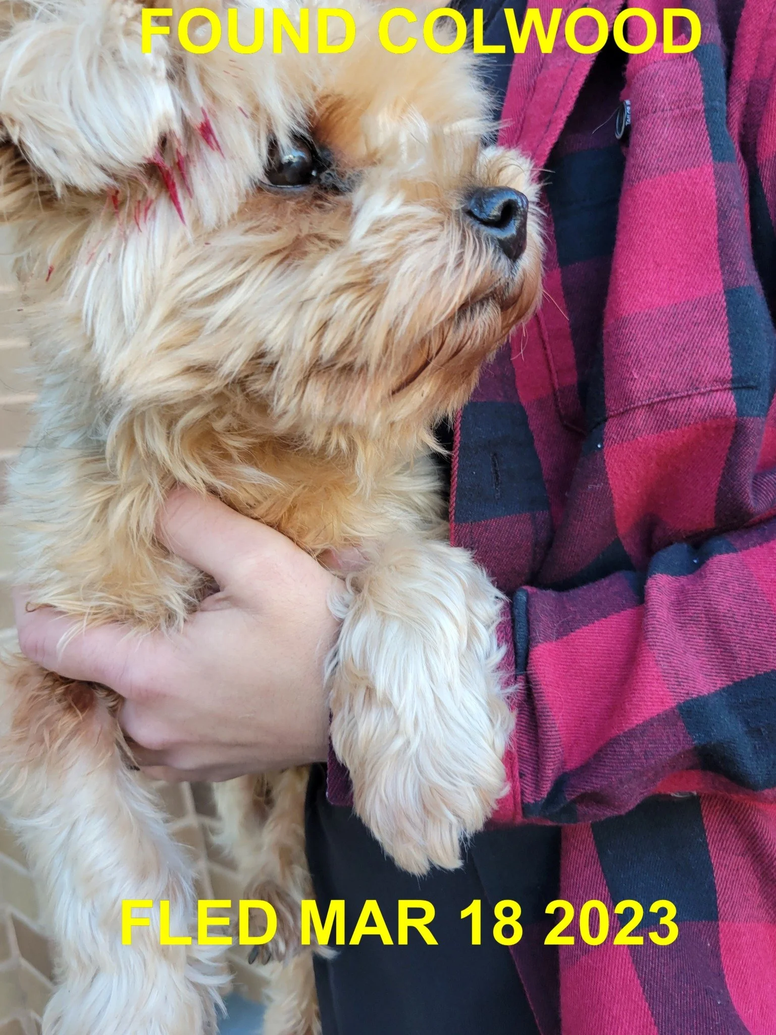 GONE TO SHELTER - COLWOOD BC. / MAR. 18, 2023