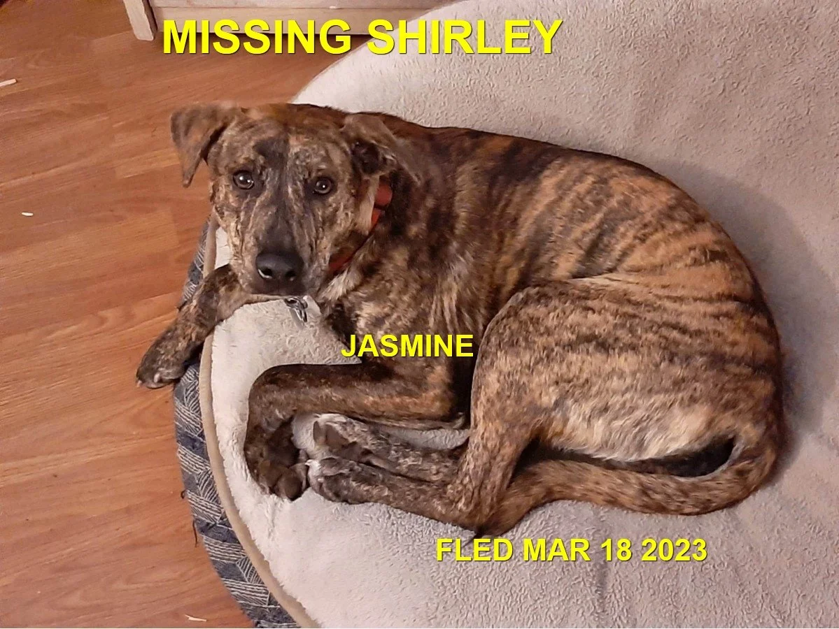 OVER THE RAINBOW BRIDGE -KILLED BY GUNSHOT -  SHIRLEY BC. / JASMINE / MAR. 15, 2023 