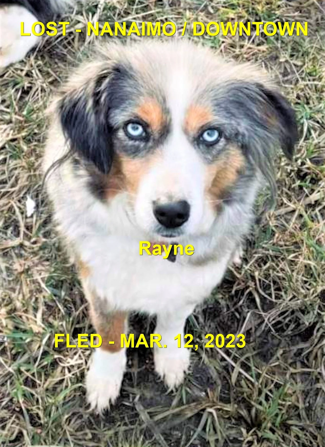 HAPPY ENDINGS - NANAIMO BC. / RAYNE / MAR 12, 2023 WENT MISSING / FOUND MAR. 19, 2023
