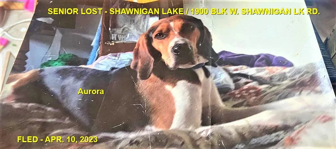 HAPPY ENDINGS - SHAWNIGAN LAKE / AURORA / APRIL 10, 2023