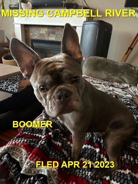 HAPPY ENDINGS CAME HOME ON HIS OWN - CAMPBELL RIVER BC. / BOOMER / APR. 20, 2023