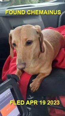 GONE TO SHELTER - HAPPY ENDINGS - CHEMAINUS BC. / TEDDY / ARP. 19, 2023