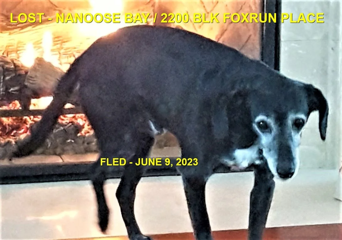 GONE TO SHELTER / HAPPY ENDINGS - NANOOSE BAY BC. / RICO / JUNE 9, 2023