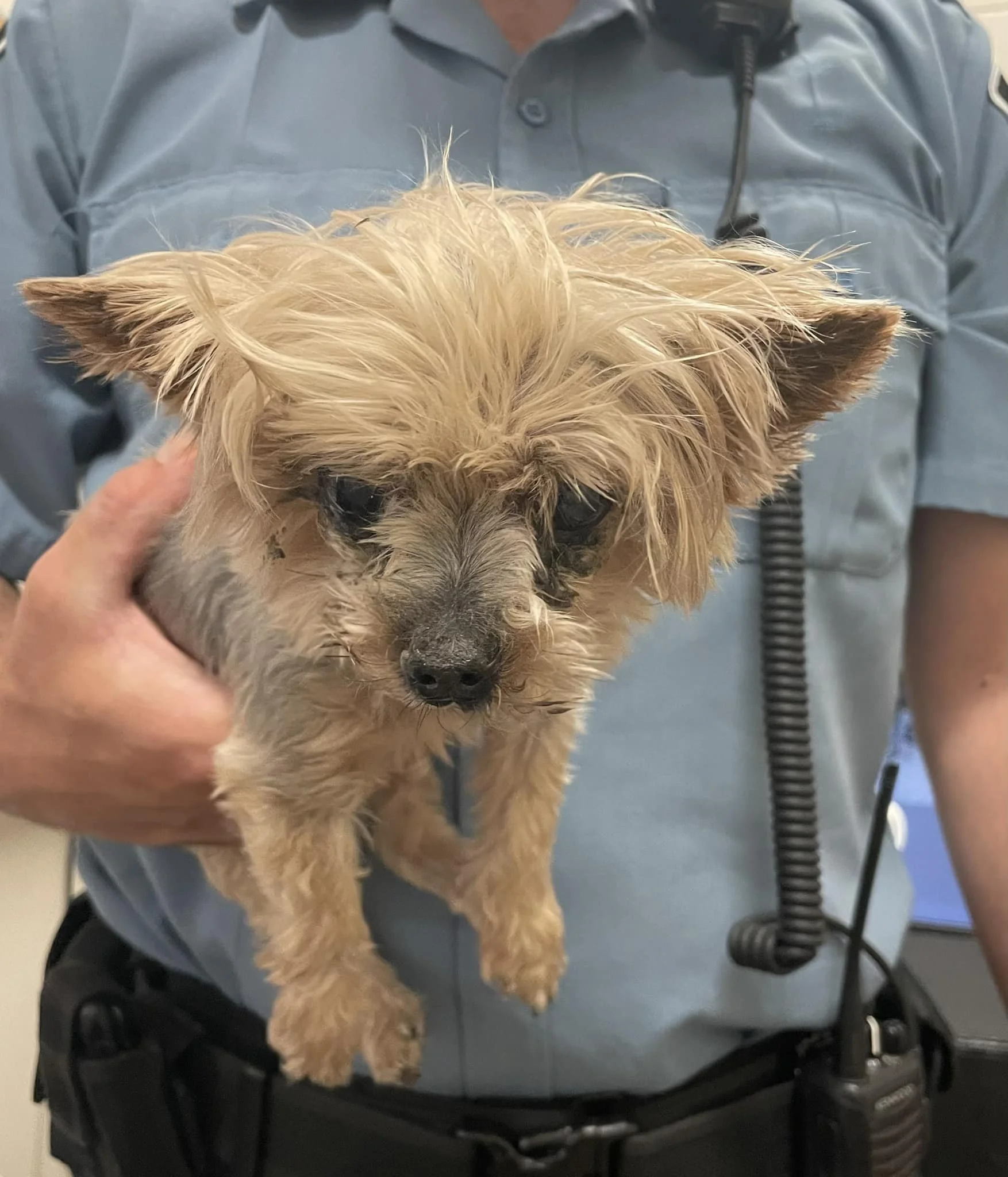 GONE TO SHELTER / HAPPY ENDINGS - NANAIMO / 