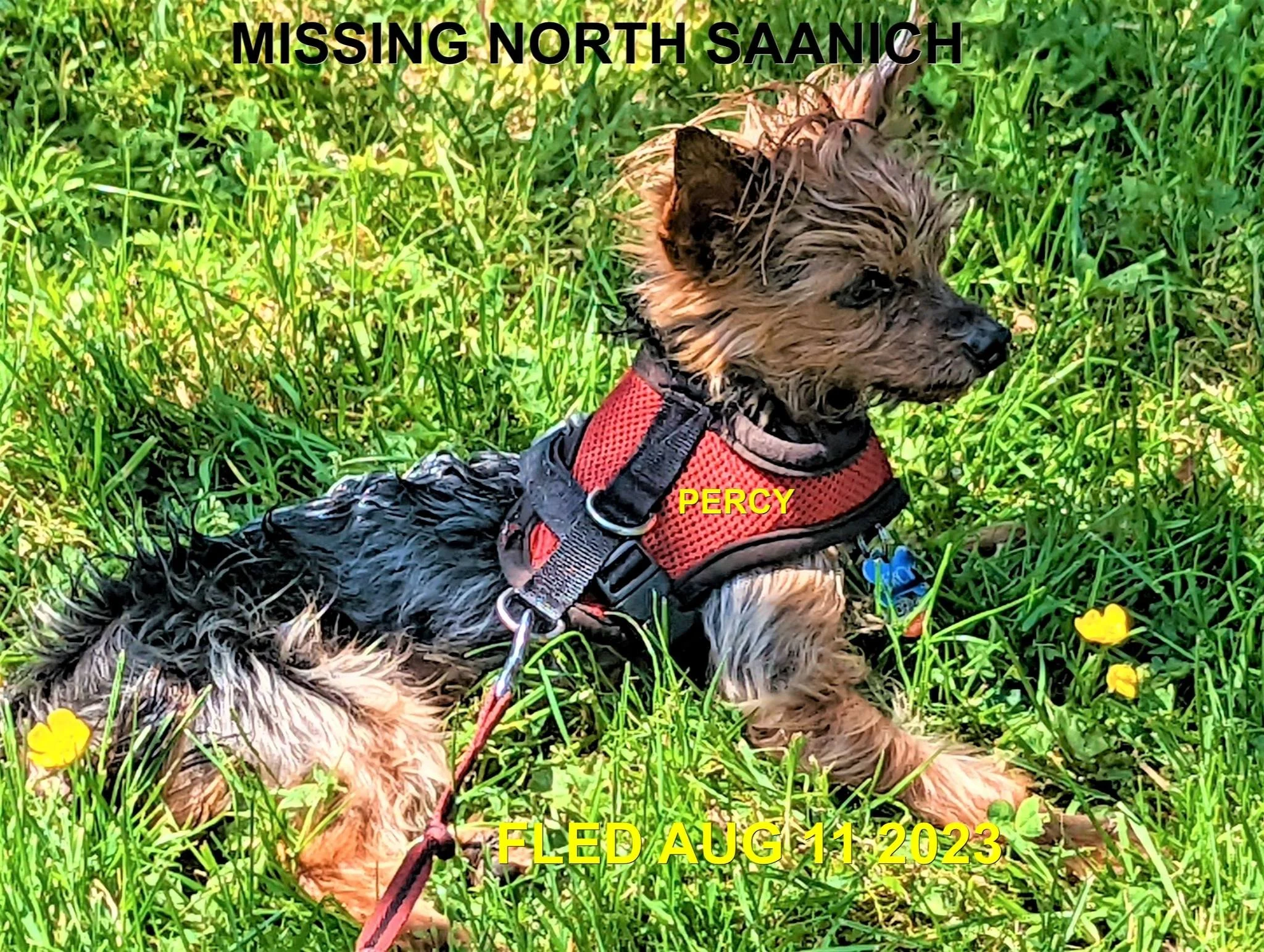 HAPPY ENDINGS - NORTH SAANICH BC./ PERCY / AUG. 10, 2023