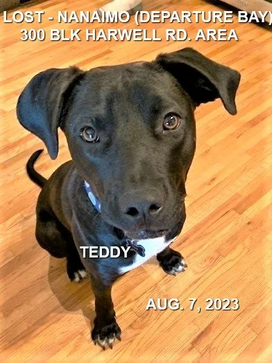 HAPPY ENDINGS - NANAIMO BC./ TEDDY / AUG. 7, 2023