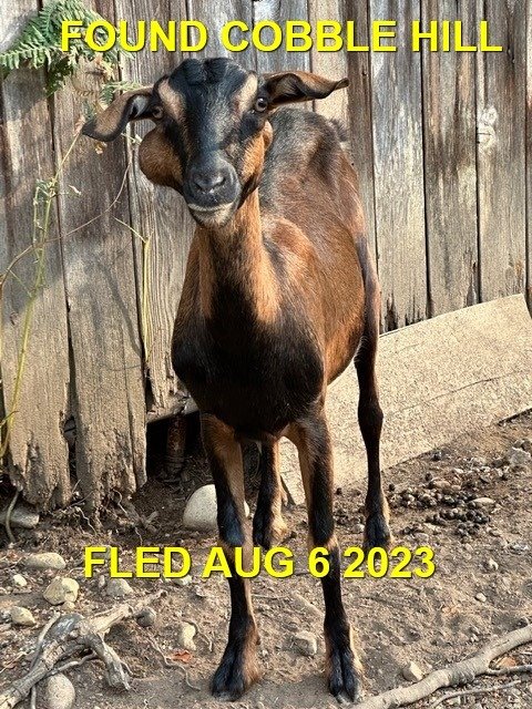 HAPPY ENDINGS - COBBLE HILL BC. / GOAT / WILL STAY WITH FINDER / AUG. 5, 2023