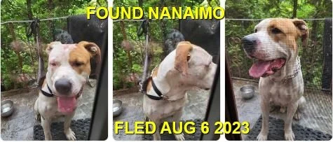 GONE TO SHELTER - NANAIMO BC./ AUG. 6, 2023