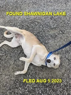 HAPPY ENDINGS - SHAWNIGAN LAKE BC./ SKY / AUG. 5, 2023