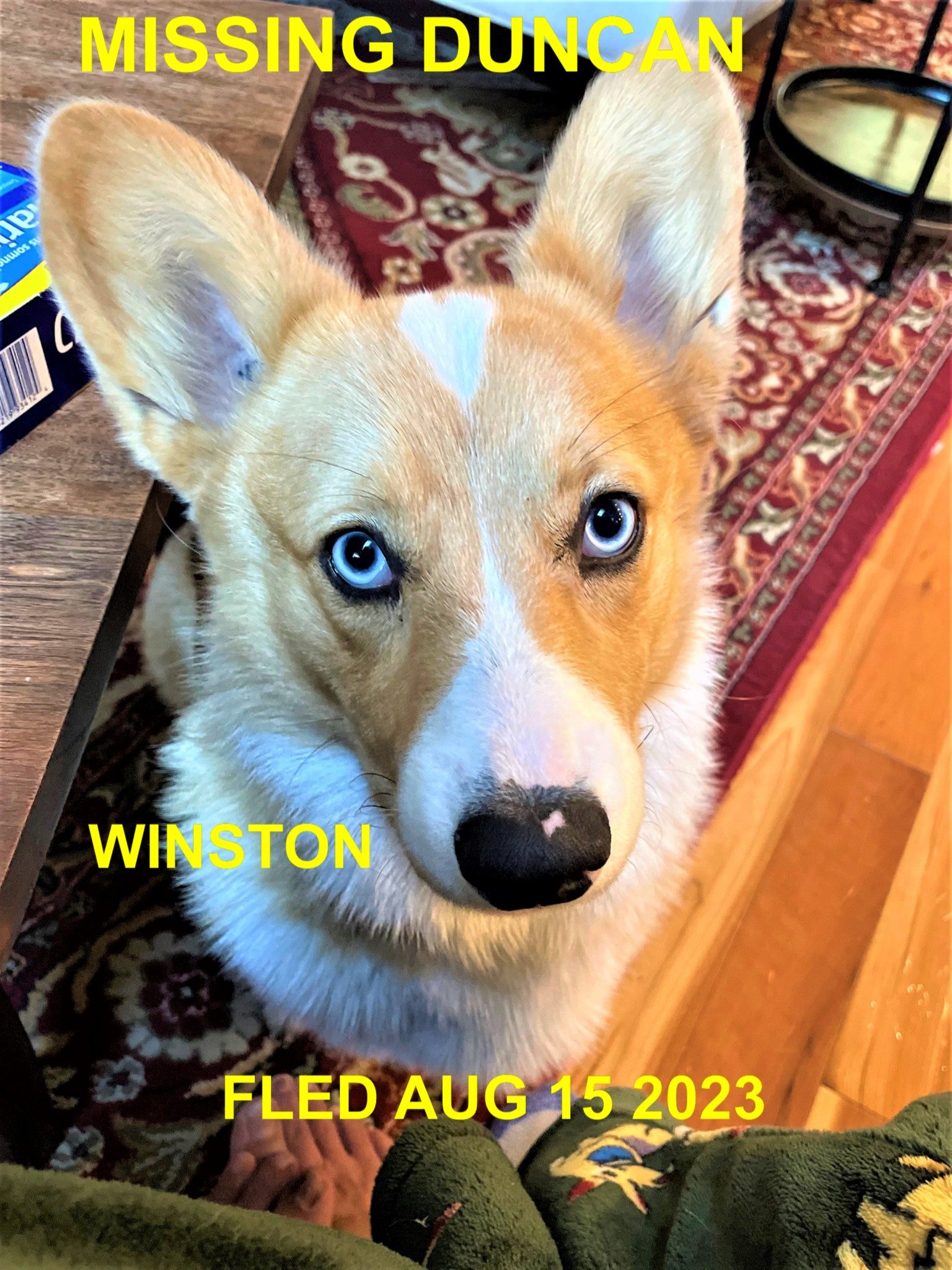 CAME HOME ON HIS OWN - HAPPY ENDINGS / DUNCAN BC. / WINSTON / AUG. 15, 2023