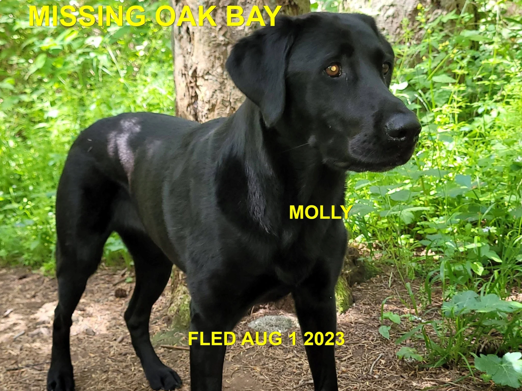 HAPPY ENDINGS - OAK BAY BC. / MOLLY / AUG. 1, 2023