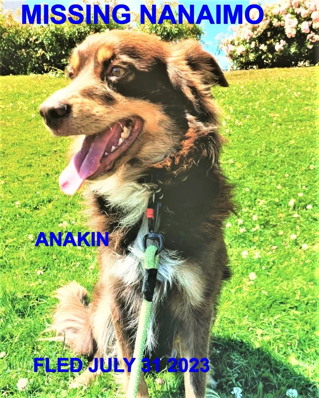 HAPPY ENDINGS - NANAIMO BC. /ANAKIN / JULY 31, 2023