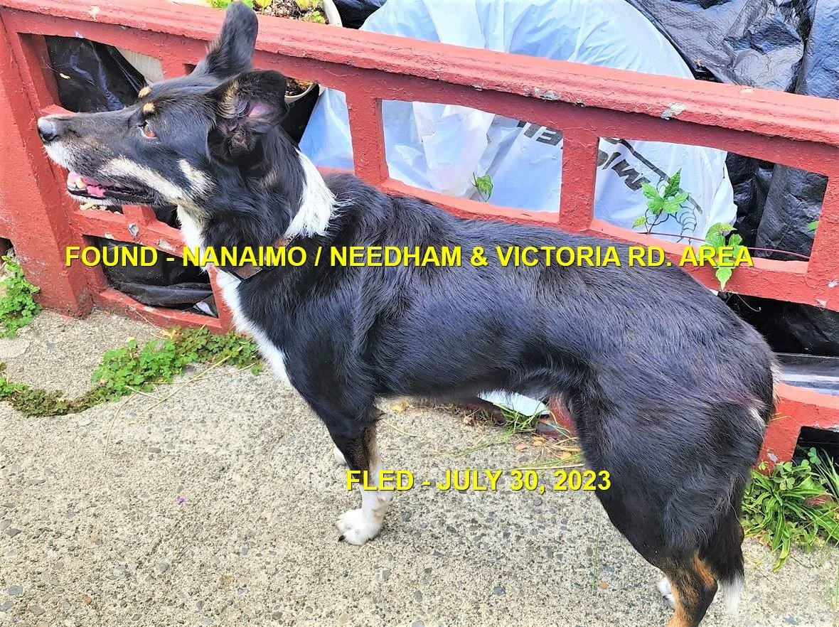 GONE TO SHELTER / HAPPY ENDINGS - NANAIMO BC. / JULY 30, 2023
