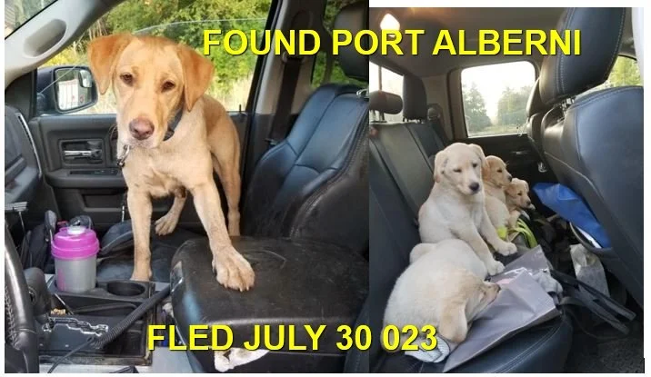 GONE TO SHELTER - PORT ALBERNI BC. / JULY 30, 2023