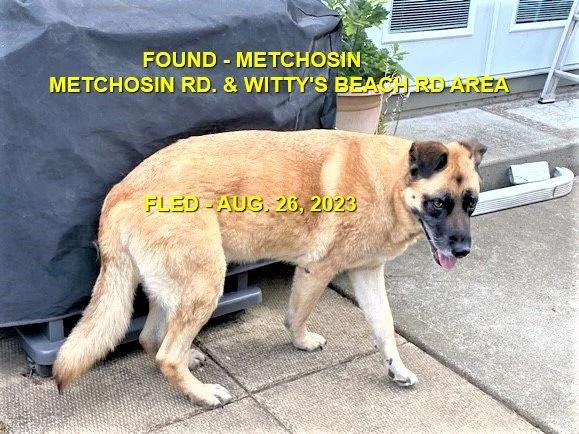 FOUND &amp; BACK HOME  - METCHOSIN BC. / AUG. 26, 2023