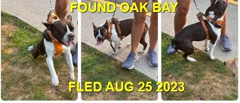 HAPPY ENDINGS - OAK BAY (VICTORIA) BC. / AUTHUR / AUG. 25, 2023