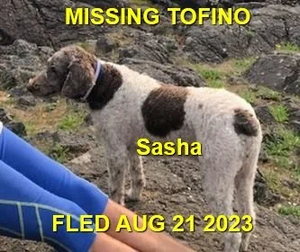 HAPPY ENDINGS - TOFINO BC. / SASHA / AUG. 21, 2023