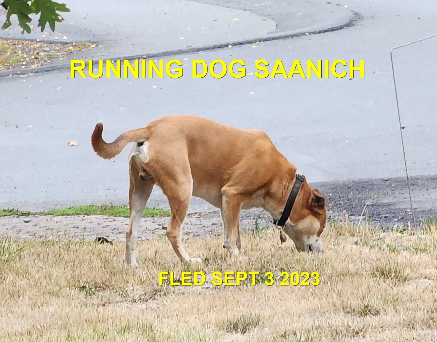 FOUND &amp; BACK HOME - SAANICH BC. / MIX BREED / SEPT 3, 2023