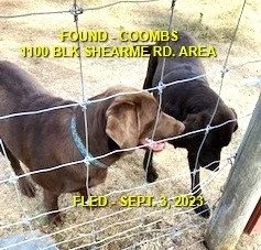 FOUND &amp; BACK HOME- COOMBS BC. / TWO CHOC LABS / SEPT 3, 2023