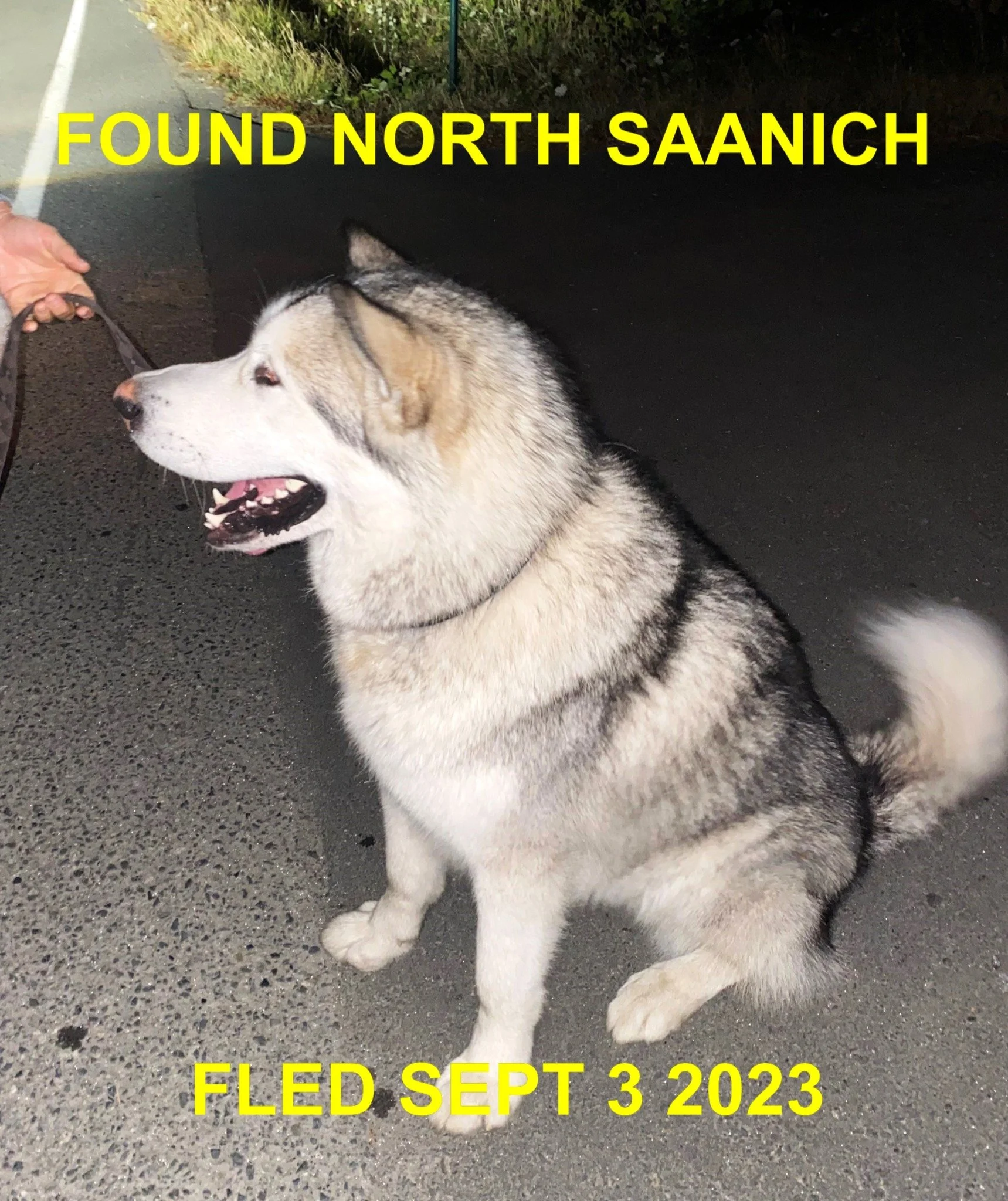 FOUND &amp; BACK HOME - N. SAANICH BC. / MALAMUTE / SEPT 3, 2023