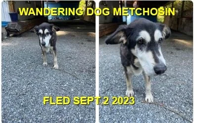 FOUND &amp; BACK HOME  - METCHOSIN BC. / HUSKY MIX / SEPT 2, 2023