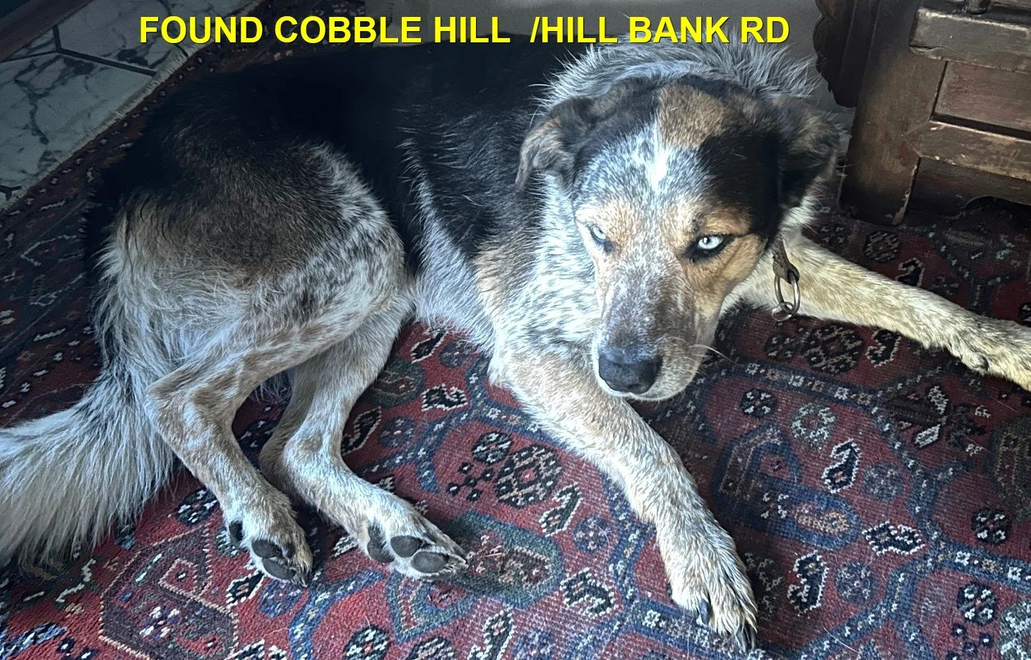 FOUND &amp; BACK HOME - COBBLE HILL BC. / AUSSI SHEP. / SEPT 2, 2023