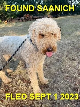 FOUND &amp; BACK HOME - SAANICH BC. / LABRADODDLE / SEPT. 1, 2023