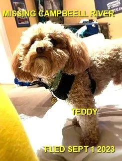 OVER THE RAINBOW BRIDGE - CAMPBELL RIVER BC. / TEDDY / SEPT 1, 2023