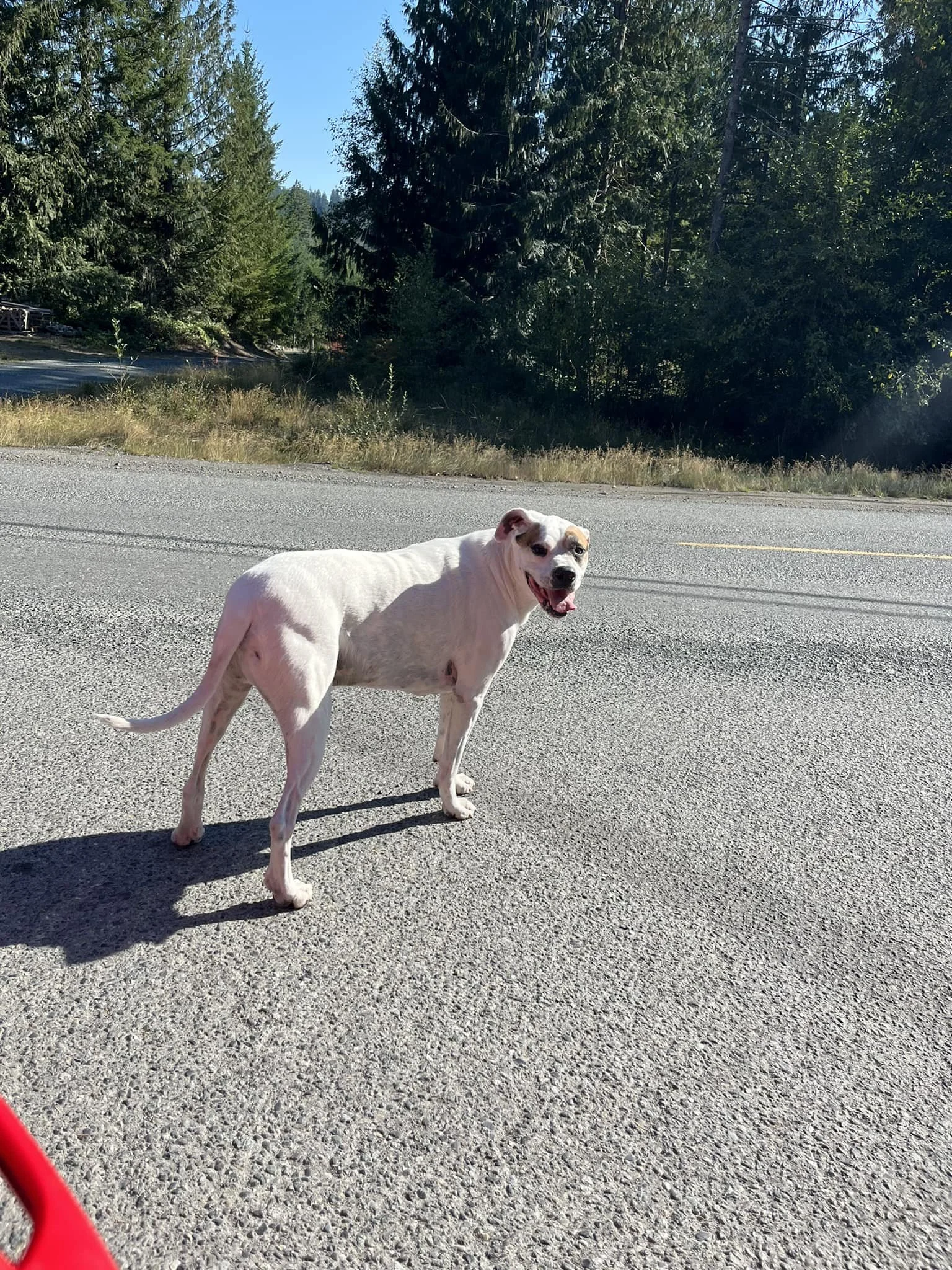 HAPPY ENDINGS - SHAWNIGAN LAKE BC. / CHARLIE / SEPT 1, 2023