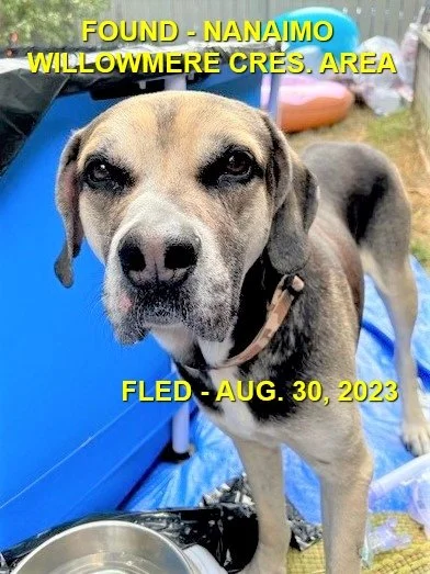 FOUND &amp; BACK HOME - NANAIMO BC. / SENIOR / AUG. 30, 2023