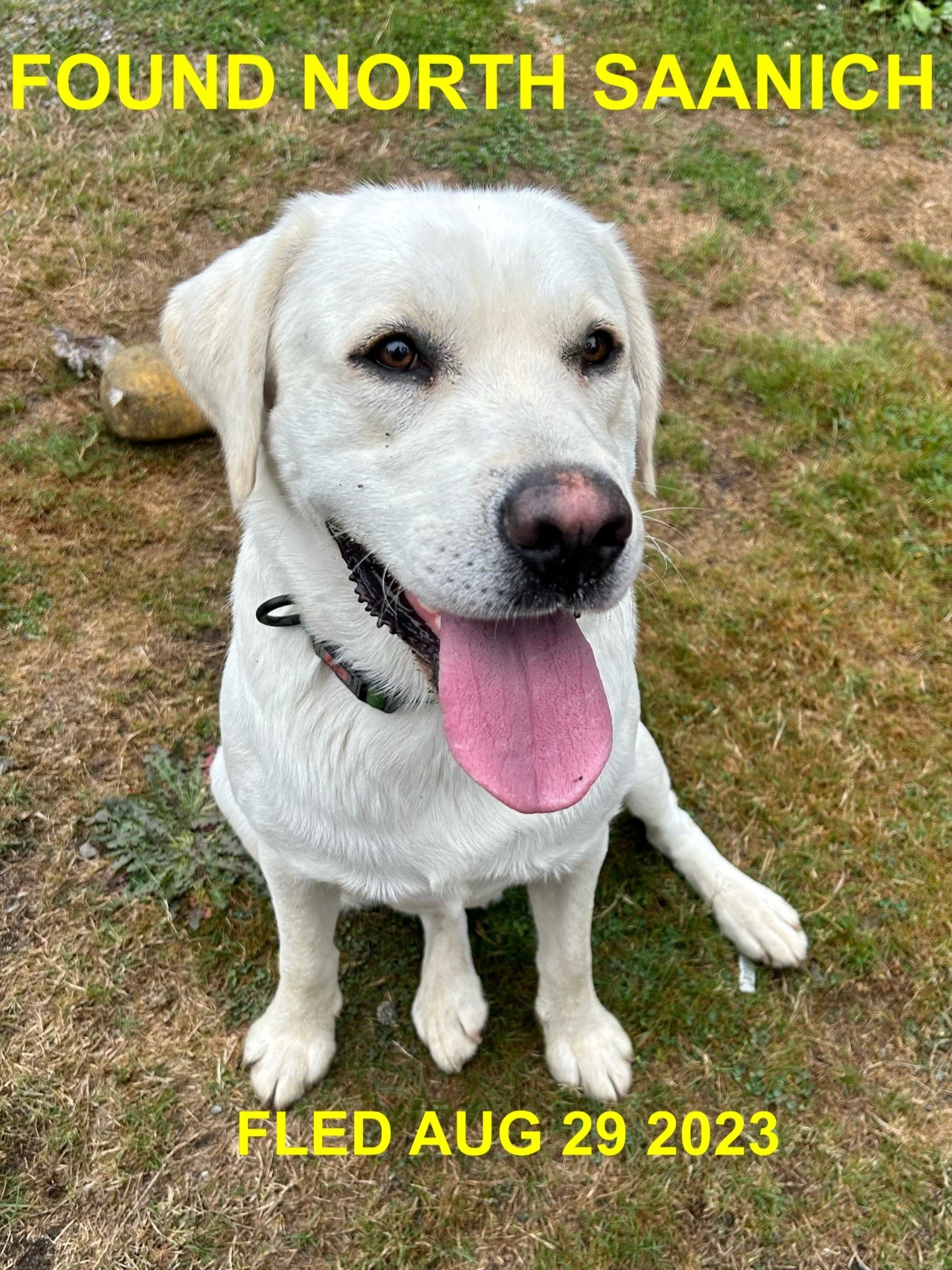 FOUND &amp; BACK HOME - N. SAANICH BC.  / LAB / AUG. 29, 2023
