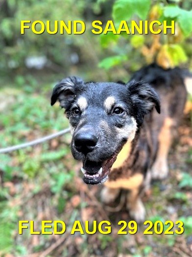 FOUND &amp; BACK HOME - SAANICH BC. / AUG. 29, 2023