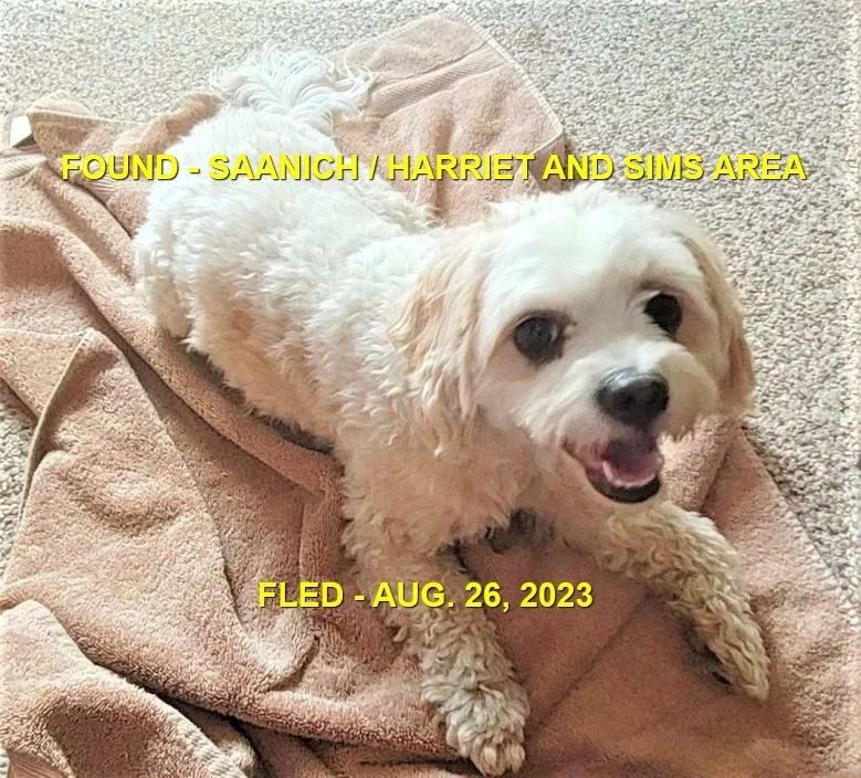 HAPPY ENDINGS - SAANICH BC. / SPANIEL / AUG. 26, 2023