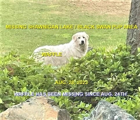 HAPPY ENDINGS - SHAWNIGAN LAKE BC. / WAFFLES / AUG 24, 2023