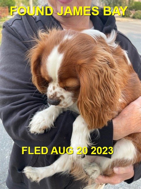 FOUND &amp; BACK HOME - VICTORIA BC. / SPANIEL X / AUG 20, 2023