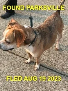 FOUND &amp; BACK HOME - PARKSVILLE BC. / BEAGLE / AUG 19, 2023