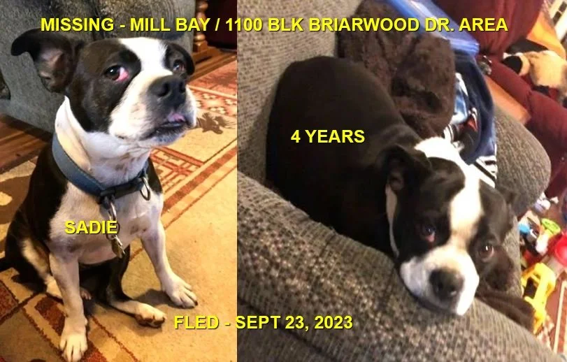 HAPPY ENDINGS - MILL BAY BC. / SADIE / SEPT 23, 2023