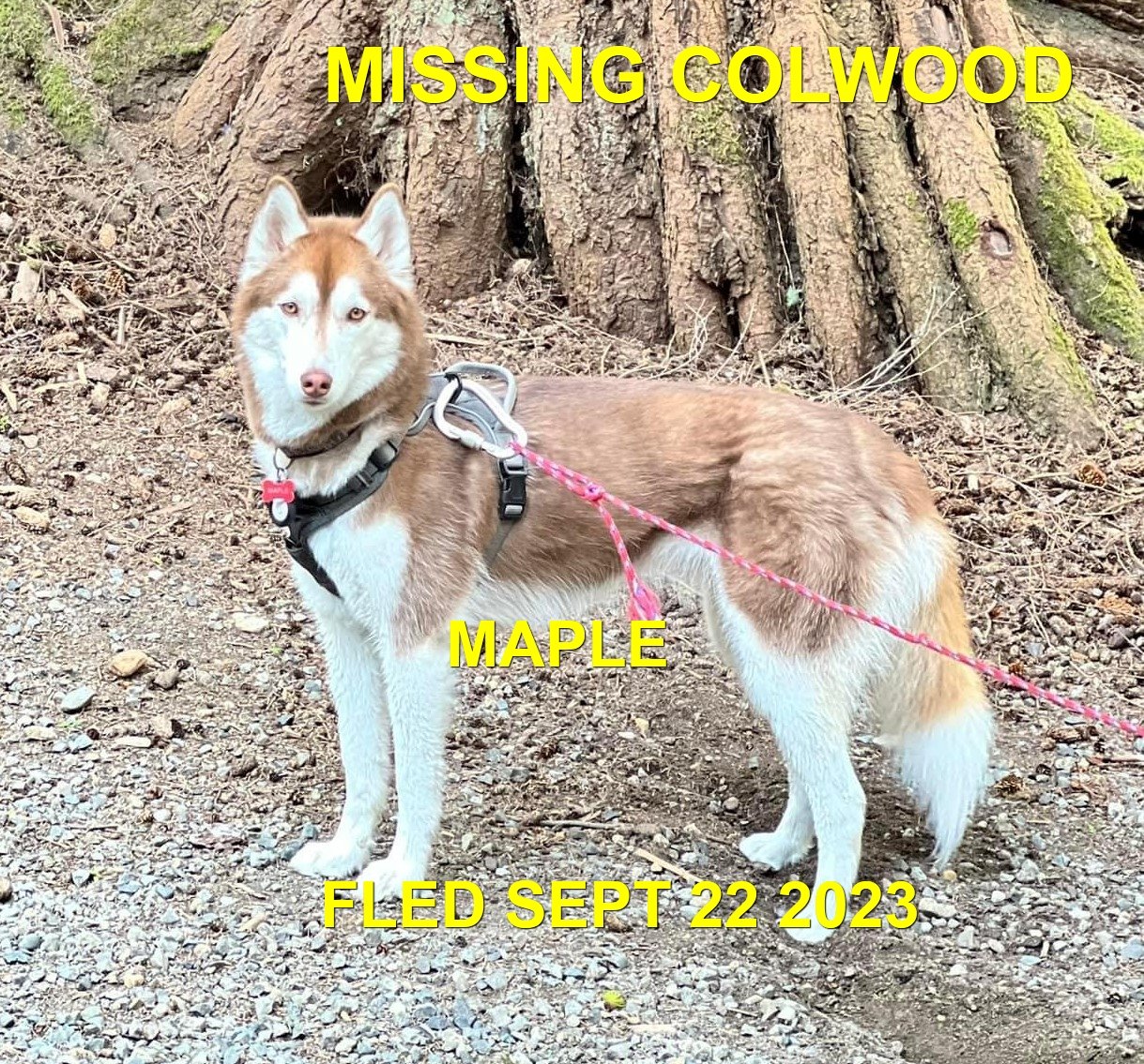 HAPPY ENDINGS - COLWOOD BC. / MAPLE / SEPT 22, 2023