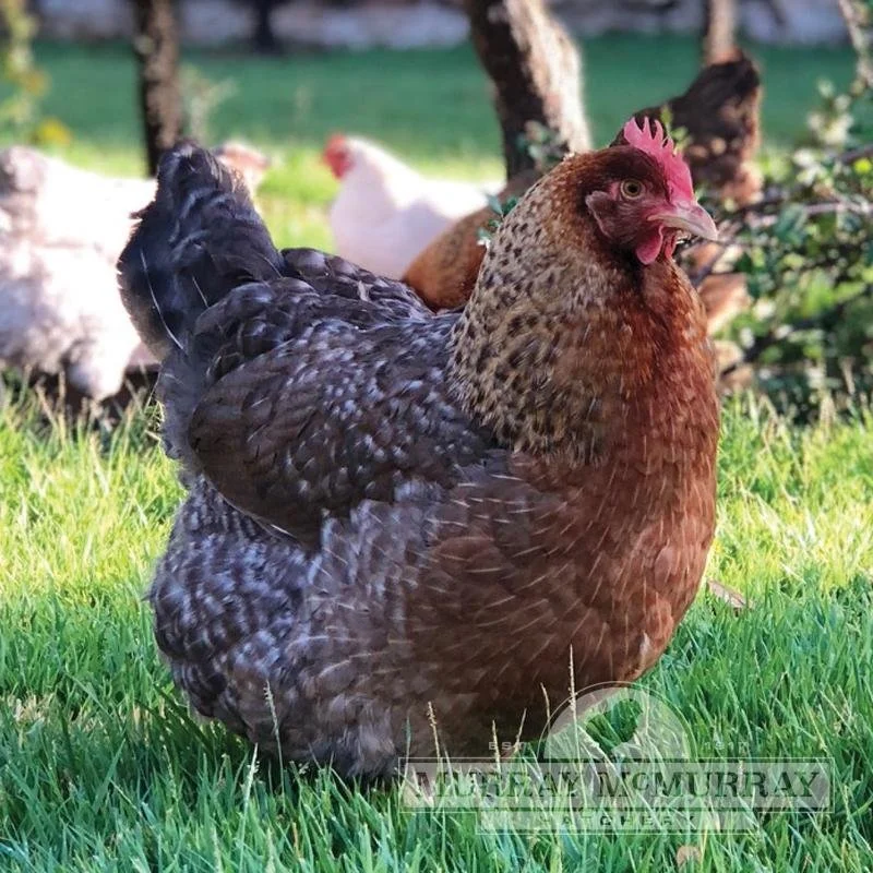 HAPPY ENDINGS - VICTORIA BC. / ANGEL CHICKEN / SEPT 16, 2023