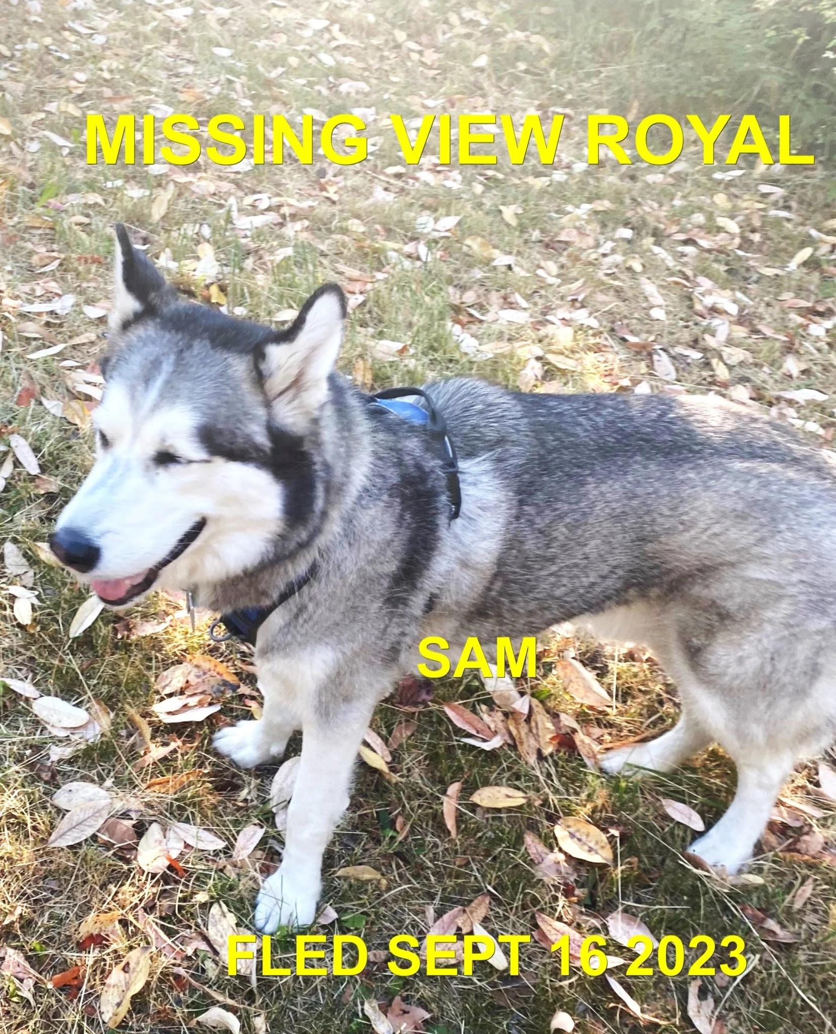 HAPPY ENDINGS - VIEW ROYAL BC. / SAM / SEPT. 16, 2023