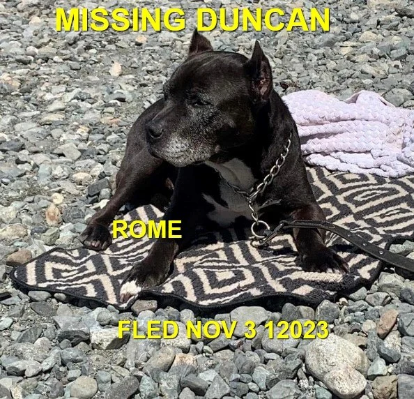 HAPPY ENDINGS / CAME HOME ON HIS OWN - DUNCAN BC. / ROME / NOV. 2, 2023